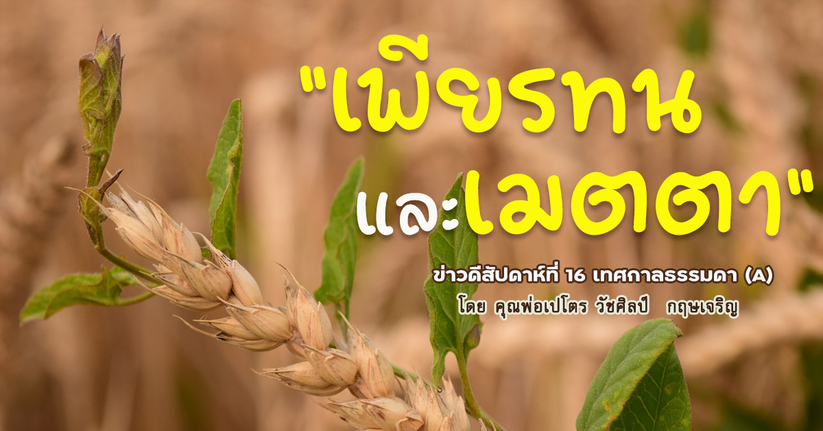 "เพียรทนและเมตตา" ข่าวดีสัปดาห์ที่ 16 เทศกาลธรรมดา (A)